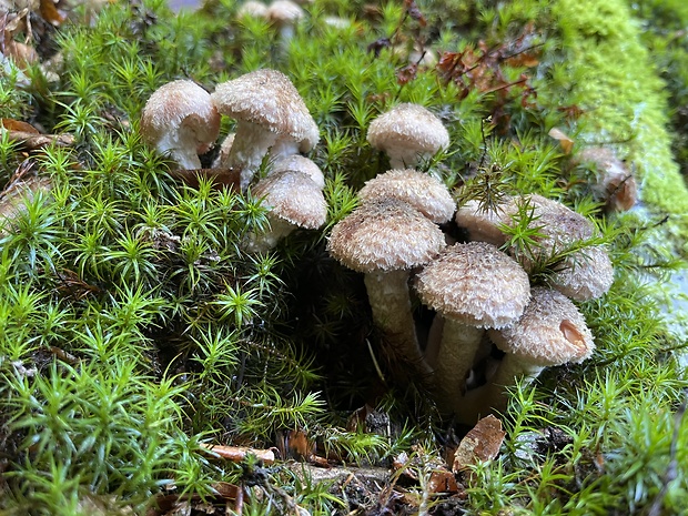 podpňovka obyčajná Armillaria mellea (Vahl) P. Kumm.