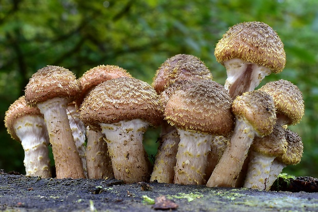 podpňovka tmavá Armillaria ostoyae (Romagn.) Herink