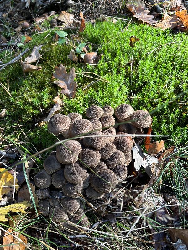 podpňovka tmavá Armillaria ostoyae (Romagn.) Herink