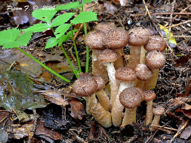 podpňovka tmavá Armillaria ostoyae (Romagn.) Herink