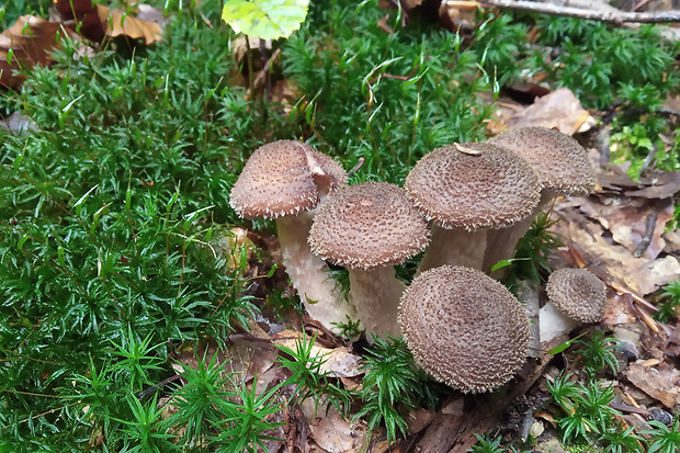 podpňovka Armillaria sp.