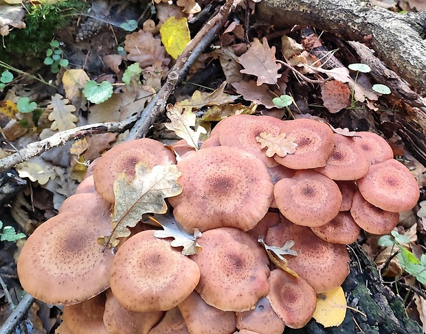 podpňovka Armillaria sp.