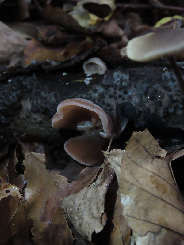 uchovec bazový Auricularia auricula-judae (Bull.) Quél.