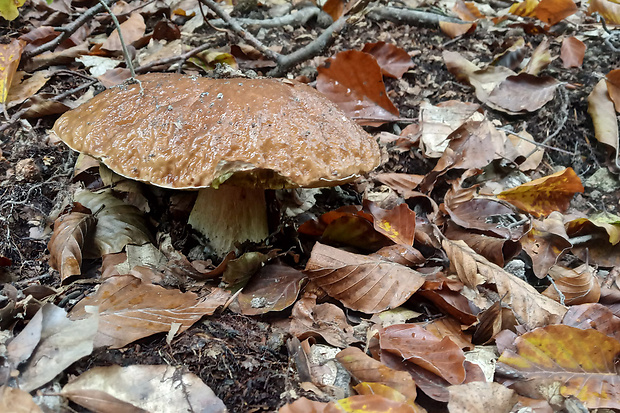 hríb smrekový Boletus edulis Bull.