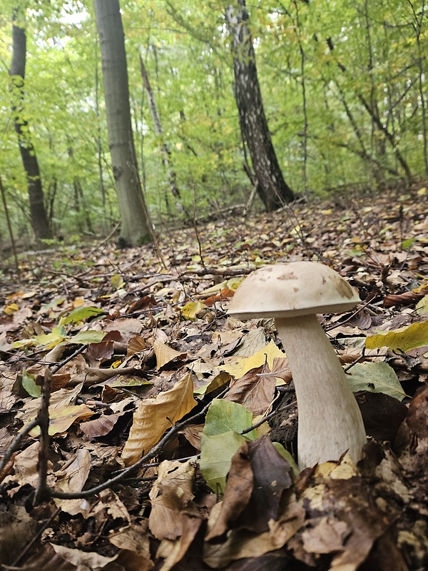 hríb smrekový Boletus edulis Bull.