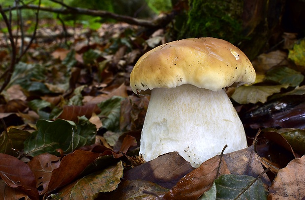 hríb smrekový Boletus edulis Bull.