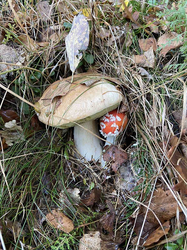 hríb smrekový Boletus edulis Bull.