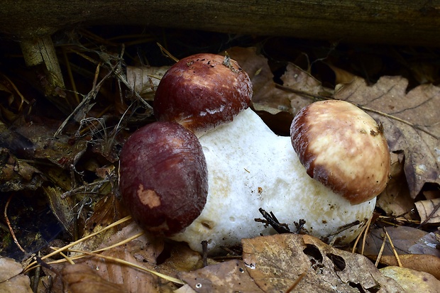 hríb sosnový Boletus pinophilus Pil. et Dermek in Pil.