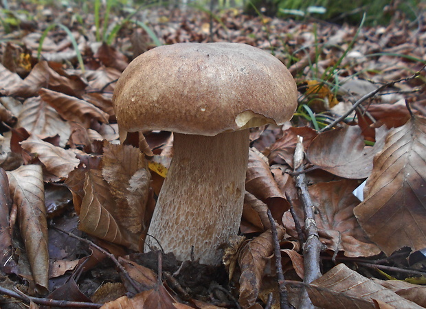 hríb dubový Boletus reticulatus Schaeff.