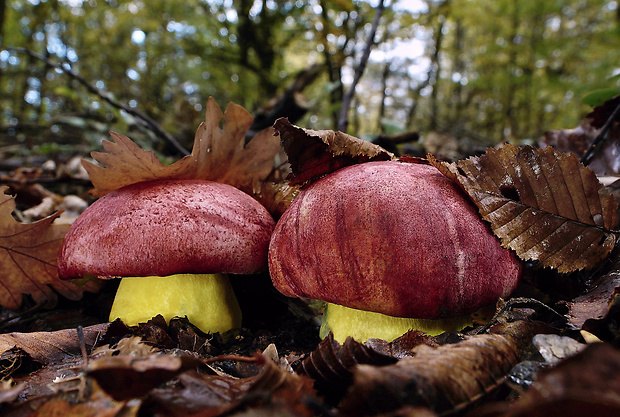 hríb kráľovský Butyriboletus regius (Krombh.) D. Arora & J.L. Frank