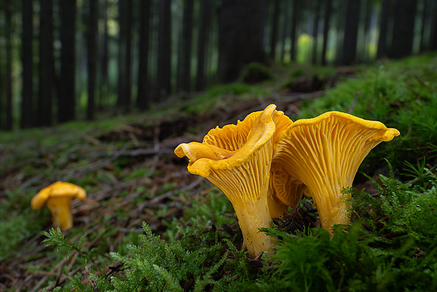 kuriatko jedlé Cantharellus cibarius Fr.