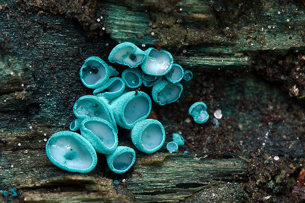 zelenica Chlorociboria sp.