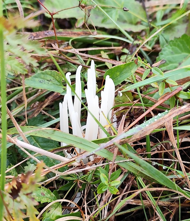 kyjačik lámavý Clavaria fragilis Holmsk.