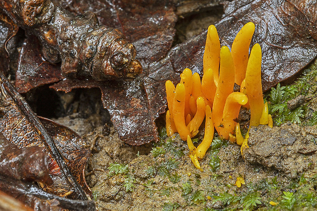 pakonárovka Clavulinopsis sp.