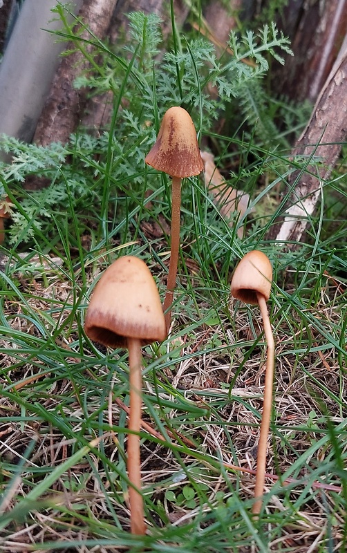 kapucňovec Conocybe juniana var. juniana (Velen.) Hauskn. & Svrček (1999)