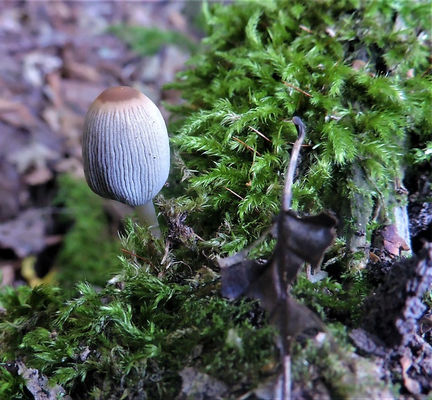 hnojník Coprinellus sp.