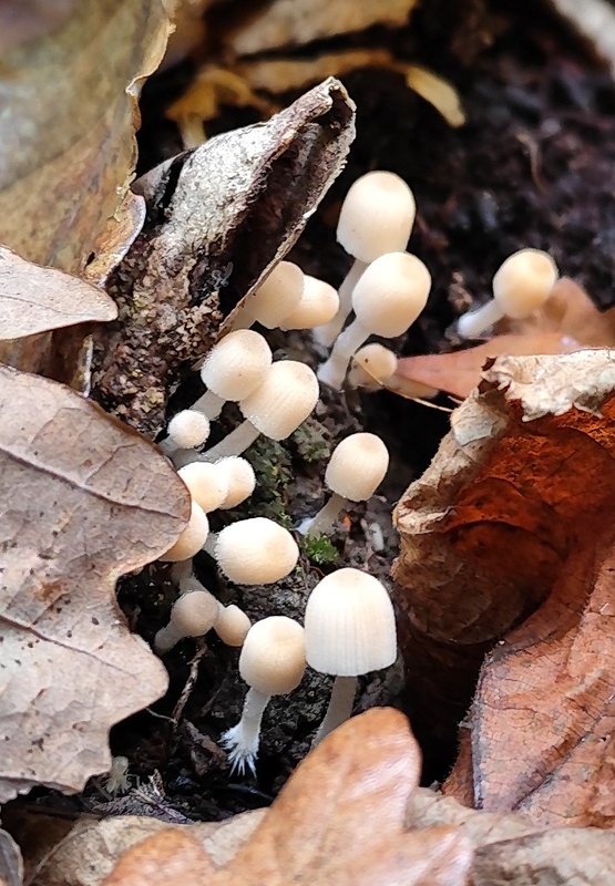 hnojník? Coprinellus sp.