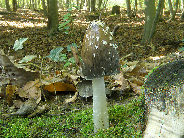 hnojník strakatý Coprinopsis picacea (Bull.) Redhead, Vilgalys & Moncalvo