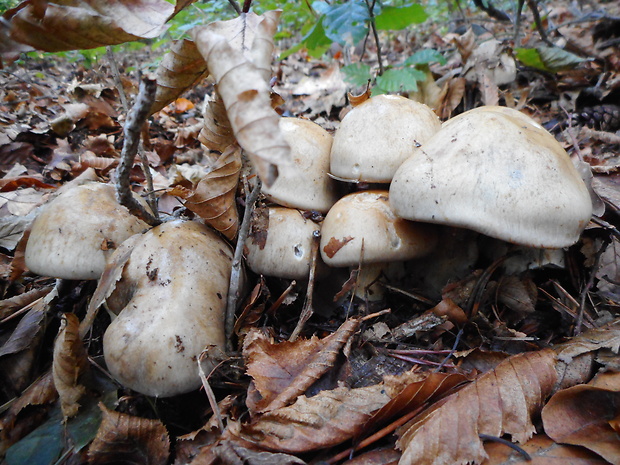 pavučinovec Cortinarius sp.