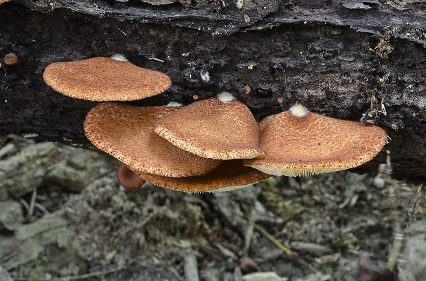 pahliva šafranová Crepidotus crocophyllus (Berk.) Sacc.