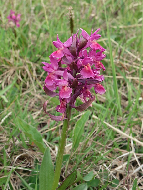 vstavačovec bazový Dactylorhiza sambucina (L.) Soó