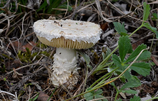 vločkovka žltozelená Floccularia luteovirens (Alb. & Schwein.) Pouzar