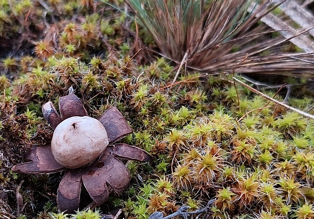 hviezdovka kvetovitá Geastrum floriforme Vittad.