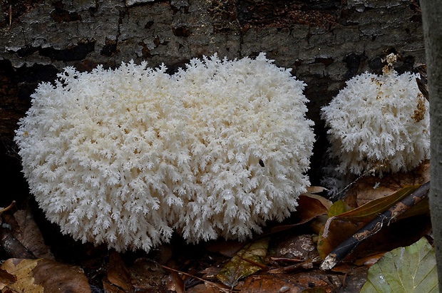 koralovec bukový Hericium coralloides (Scop.) Pers.