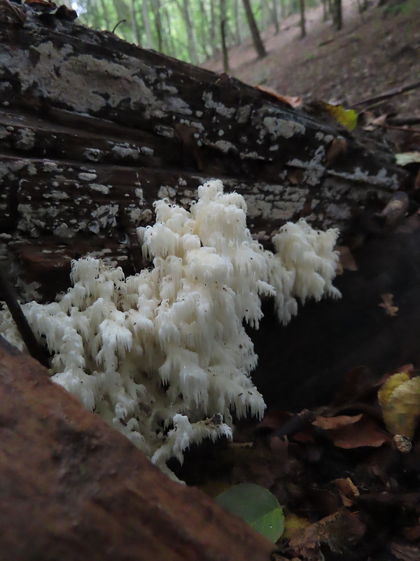 koralovec bukový Hericium coralloides (Scop.) Pers.