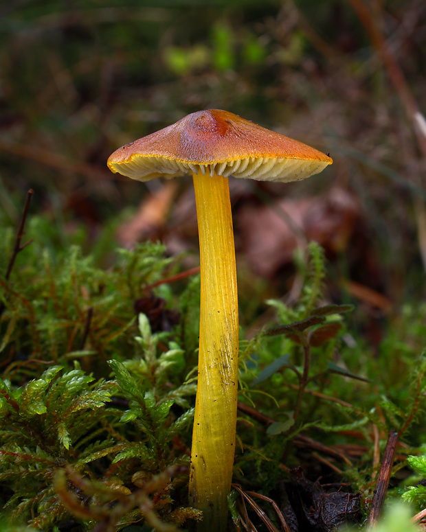 lúčnica kužeľovitá Hygrocybe conica (Schaeff.) P. Kumm.