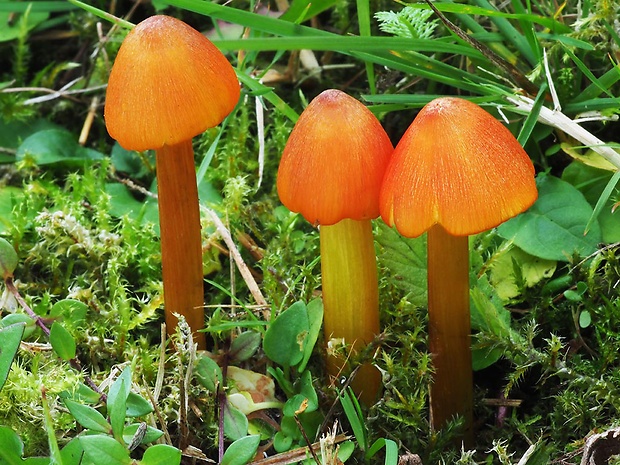 lúčnica kužeľovitá Hygrocybe conica (Schaeff.) P. Kumm.