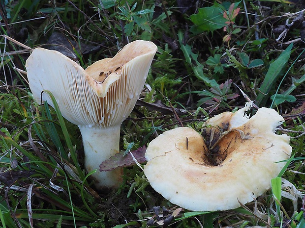 rýdzik jablčný Lactarius evosmus Kühner & Romagn.