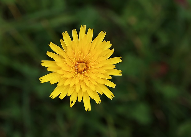 púpavec jesenný Leontodon autumnalis L.