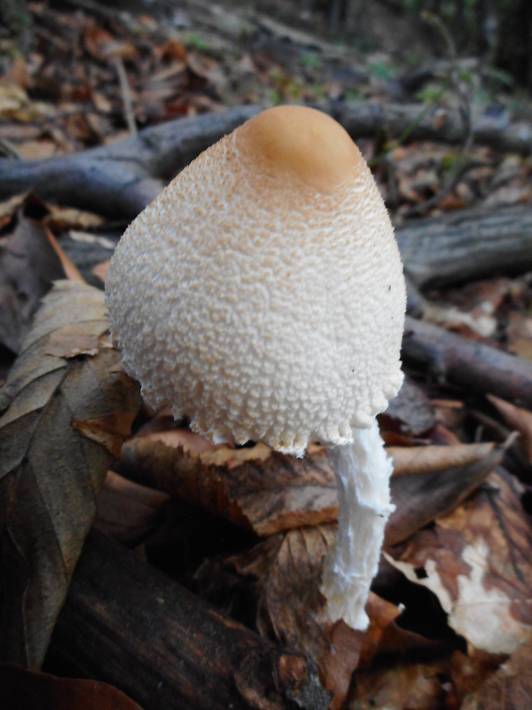 bedlička tanečnicovitá Lepiota oreadiformis Velen.