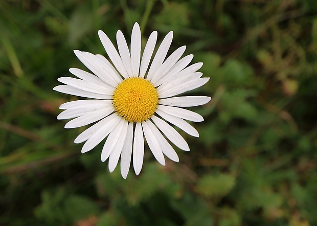 margaréta biela Leucanthemum vulgare Lam.