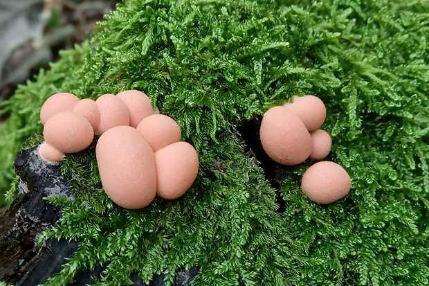 vlčinka Lycogala sp.