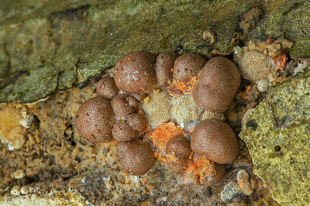 vlčinka Lycogala sp.