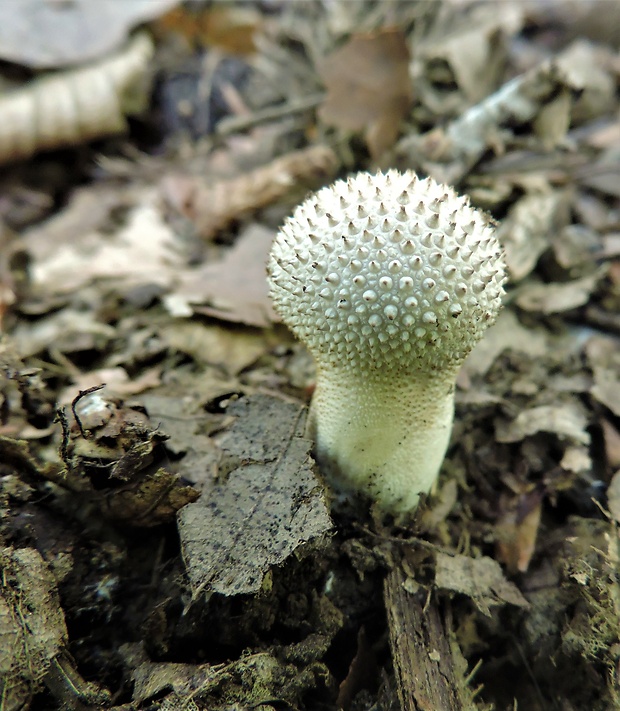 prášnica bradavičnatá Lycoperdon perlatum Pers.