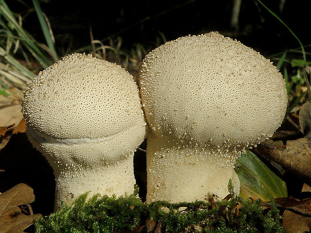 prášnica bradavičnatá Lycoperdon perlatum Pers.