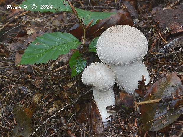 prášnica bradavičnatá Lycoperdon perlatum Pers.