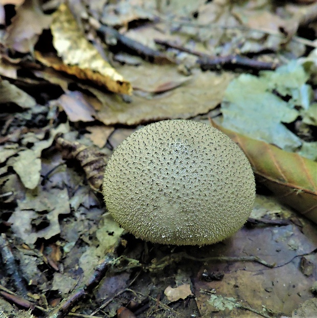 prášnica Lycoperdon sp.