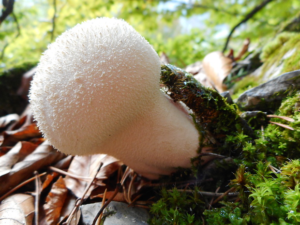 prášnica huňatá Lycoperdon umbrinum Hornem.