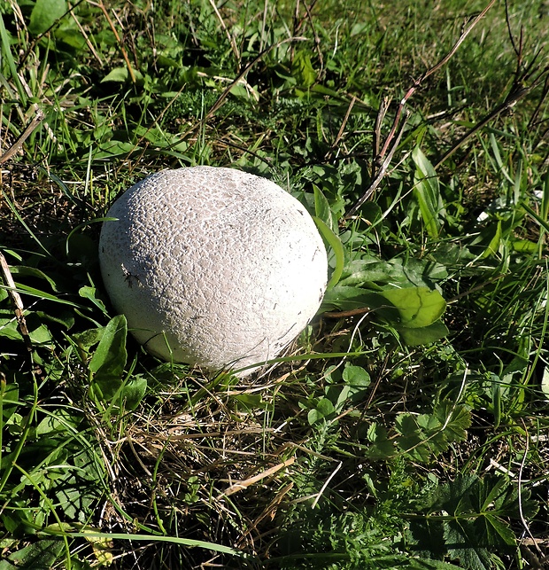 rozpadavec dlabaný Lycoperdon utriforme Bull.