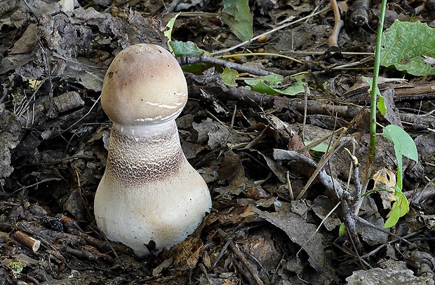 bedľa vysoká Macrolepiota procera (Scop.) Singer