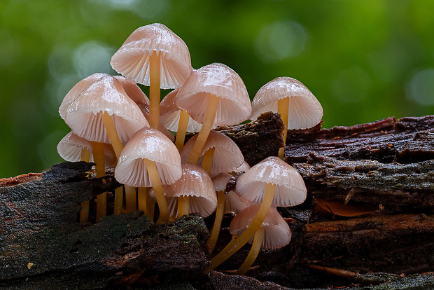 prilbička žltohlúbiková Mycena renati Quél.