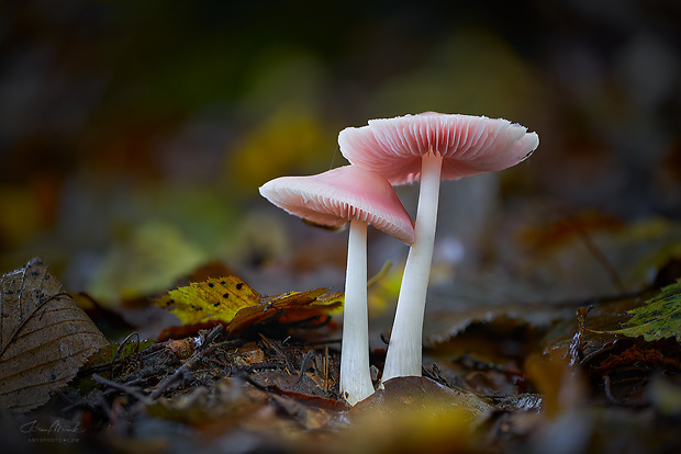 prilbička ružovkastá Mycena rosea Gramberg