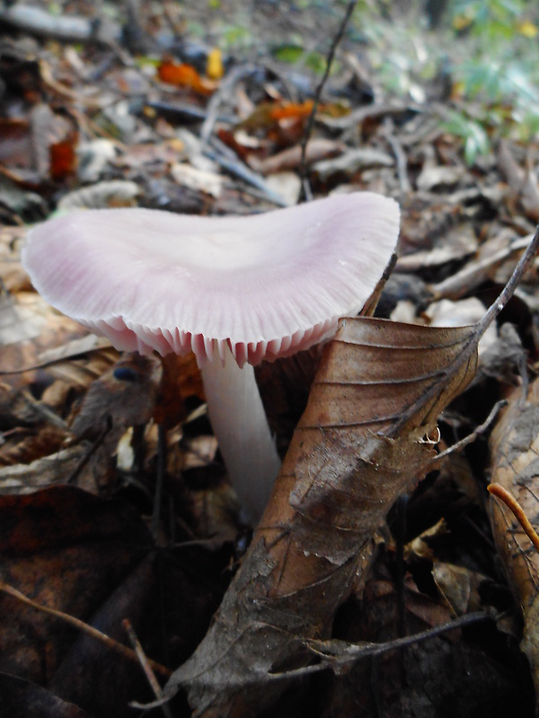 prilbička ružovkastá Mycena rosea Gramberg