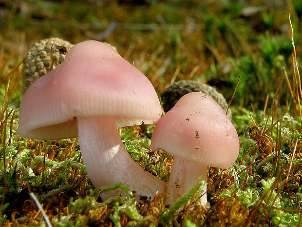 prilbička ružovkastá Mycena rosea Gramberg