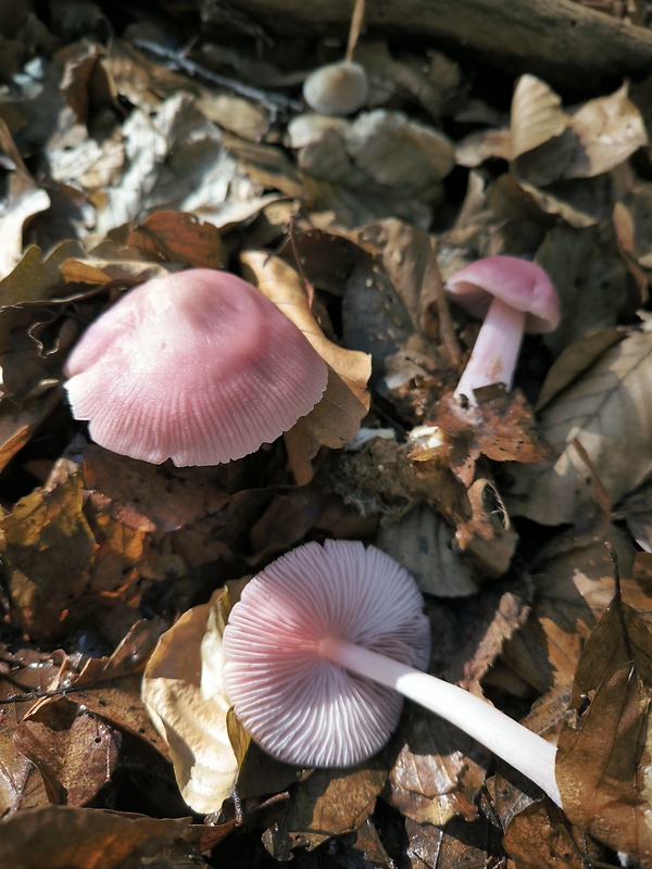 prilbička ružovkastá Mycena rosea Gramberg