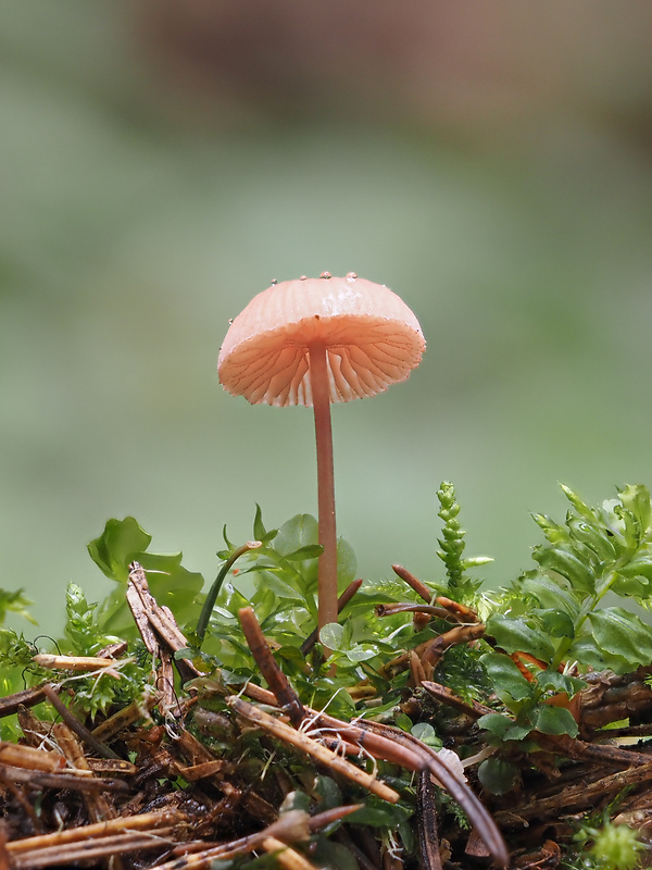 prilbička ružová Mycena rosella (Fr.) P. Kumm.